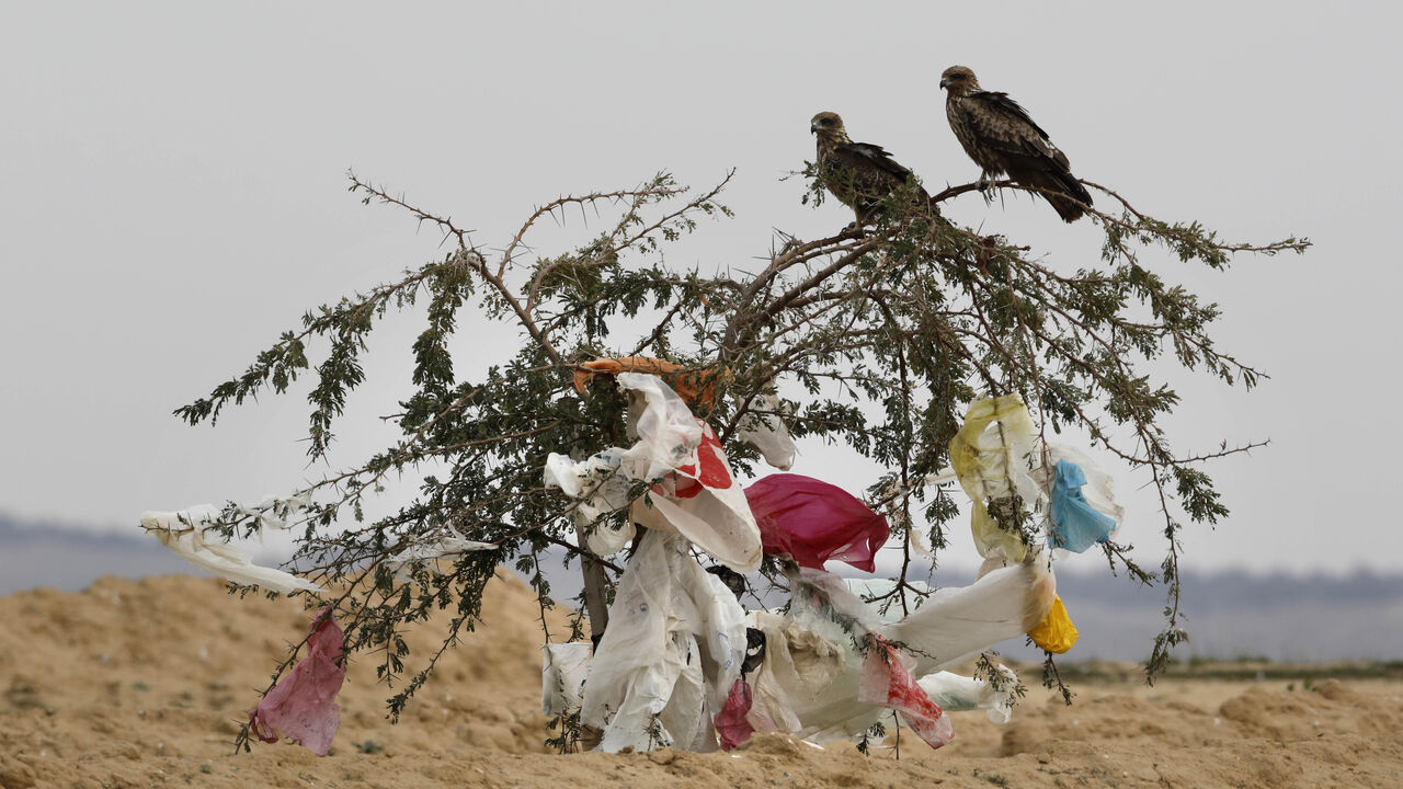 ISRAEL-ENVIRONMENT-POLLUTION Black kites sit on a tree with plastic bags clinged to it after a storm near the Dudaim dump in Israels Negev desert near the Bedouin city Rahat on January 20, 2019. - Israelis use approximately 2.7 billion plastic bags a year, which constitute 25 percent of the countrys trash volume. Since 2017 supermarkets charge a small price for the bags, following legislation aimed at diminishing their excessive use. (Photo by MENAHEM KAHANA / AFP) (Photo credit should read MENAHEM KAHANA/AFP via Getty Images)