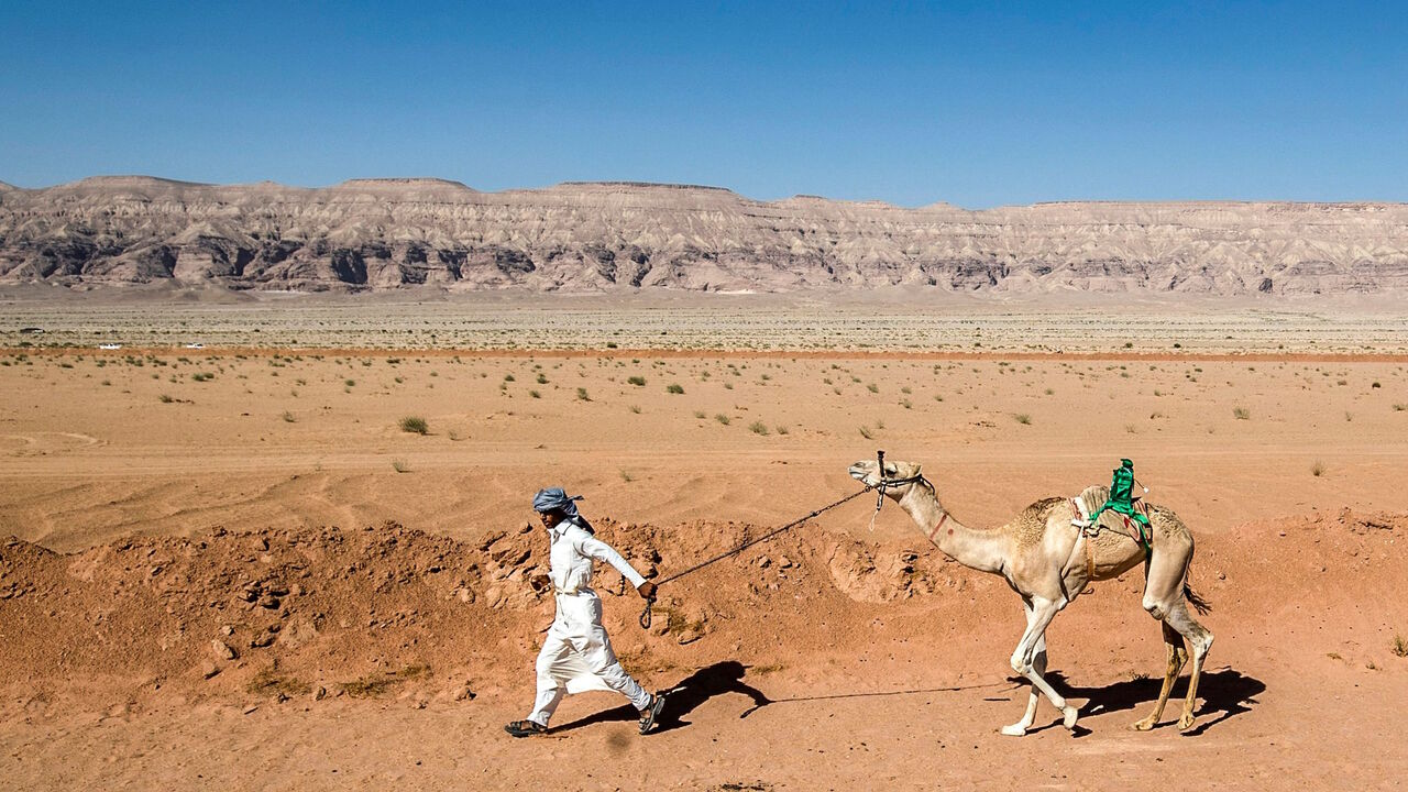1228518331 A Bedouin man runs with his camel as he prepares it to take part in a race in Egypt's South Sinai desert on September 12, 2020, after more than six month of hiatus due to the coronavirus outbreak. - Camel racing is a traditional sport in many Arab countries, most notably in the Gulf region, and in Egypt, bedouins of the South Sinai desert have kept up the tradition. But race events have been suspended since March following the COVID-19 outbreak, and orders only came down at the beginning of the month that t