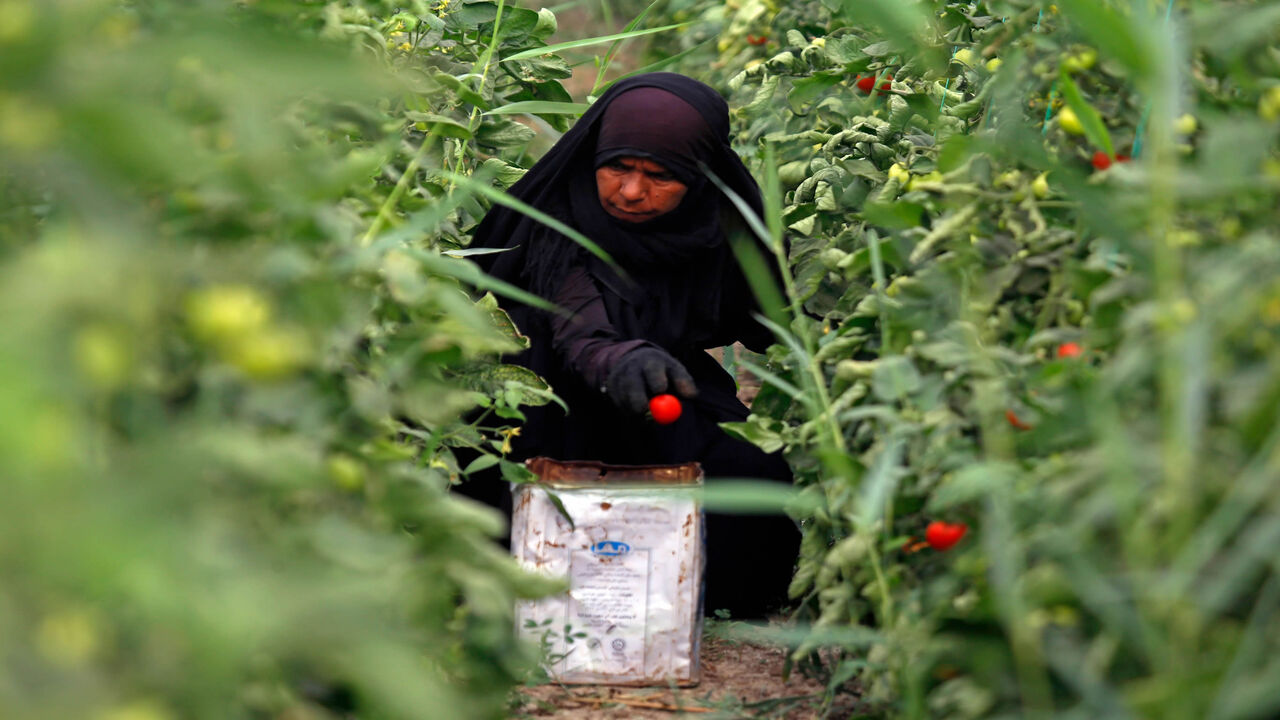 950912466 An Iraqi woman farmer harvests tomatoes in Diwaniyah, around 160 kilometres (100 miles) south of the capital Baghdad, on April 2, 2018. - Iraqi farmers have traditionally lived off their land with no need for wells, but a creeping drought is now threatening agriculture and the livelihoods of nearly a quarter of the country's population in the southern agricultural provinces of Diwaniyah, Muthanna and Missan. (Photo by Haidar HAMDANI / AFP) (Photo credit should read HAIDAR HAMDANI/AFP via Getty Images