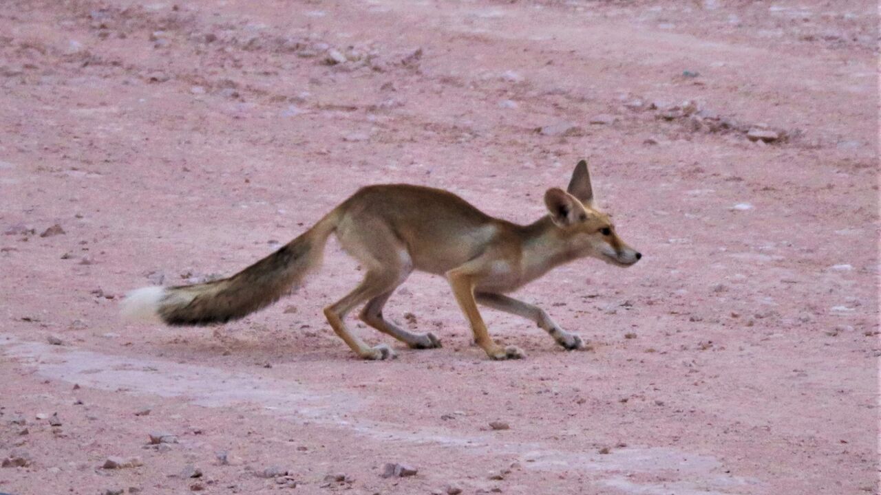 fox.jpg