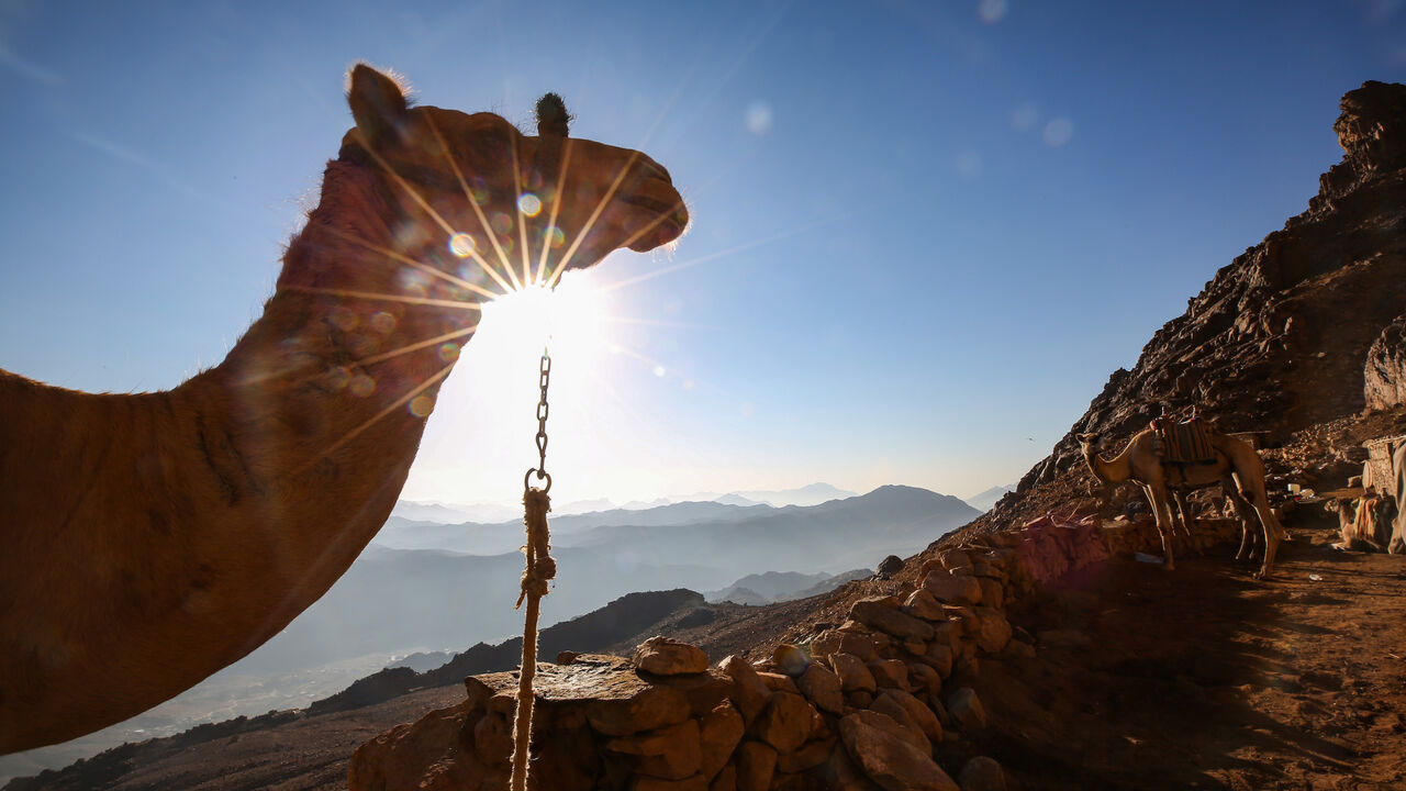 1052581304 This picture taken on October 19, 2018 shows camels belonging to Sinai bedouins waiting along the footpath leading down from atop Mount Catherine, above the 6th-century Greek Orthodox Christian monastery of Saint Catherine and near the Egyptian town of the same name in south of the Sinai peninsula. (Photo by Sally KANDIL / AFP) (Photo credit should read SALLY KANDIL/AFP via Getty Images)