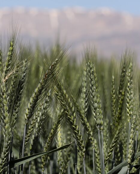 Crops of wheat and barley in Terbol village on May 10, 2022, in Bekaa Valley, Lebanon. 