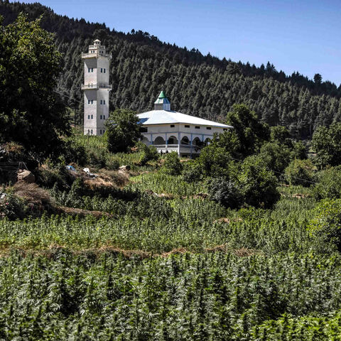 A cannabis field is seen in the village of Azila in Ketama region at the foot of the marginalized and underdeveloped mountainous region of Rif, Morocco, Sept. 16, 2022.