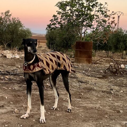 Hatira, a Saluki who runs “like a bullet,” in Aliyaa, Syria on Nov. 22, 2023. 