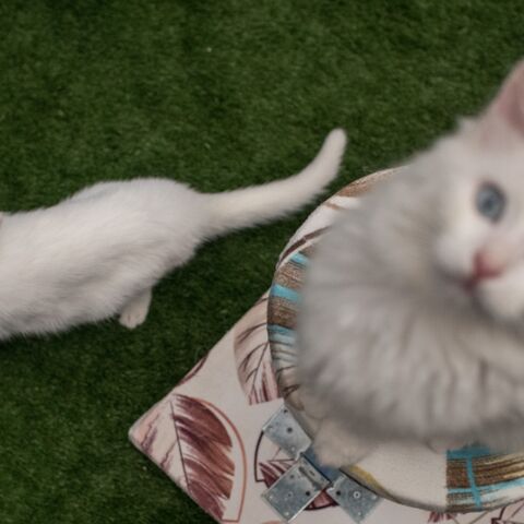 Turkish Van cats play in an enclosure at the Van Cat Research Center on Feb. 8, 2018, in Van, Turkey.