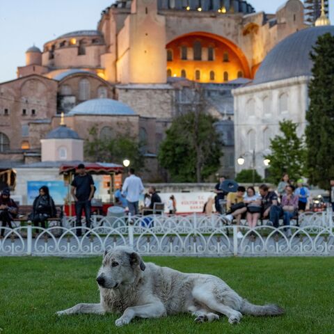 A stray dog sits in front of the Hagia Grand Mosque, in Istanbul, on May 30, 2024.