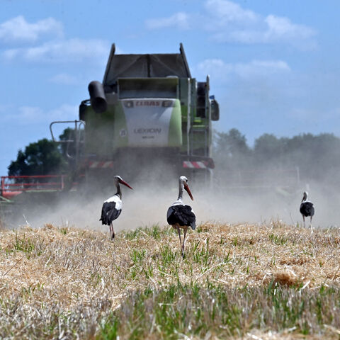 Storks are seen as a combine harvests wheat on a farm field near Malopolovetske village, some a hundred kilometers from Kyiv on July 20, 2024, amid Russian invasion of Ukraine. (Photo by Sergei SUPINSKY / AFP) (Photo by SERGEI SUPINSKY/AFP via Getty Images)