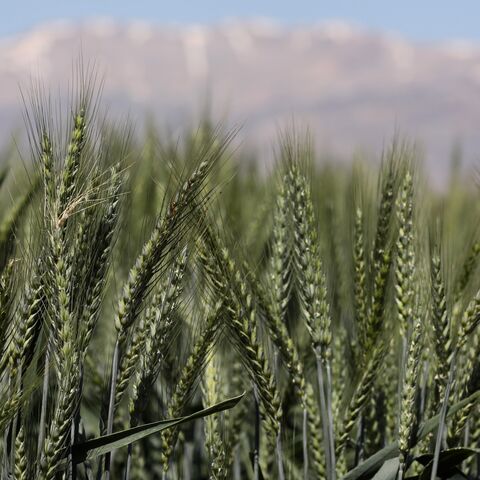 Crops of wheat and barley in Terbol village on May 10, 2022, in Bekaa Valley, Lebanon. 