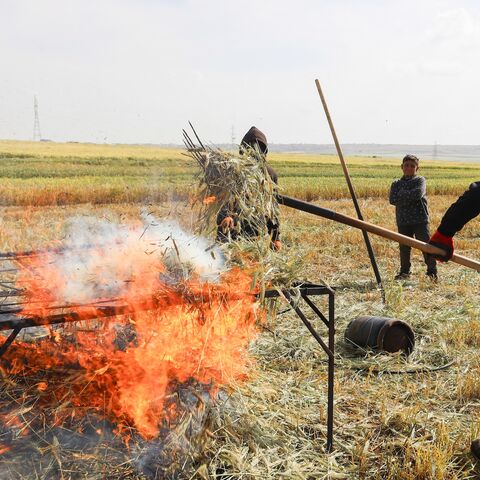 Farmers roast harvested wheat using fire in a field on the outskirts of Aleppo, Syria, on May 18, 2026. 