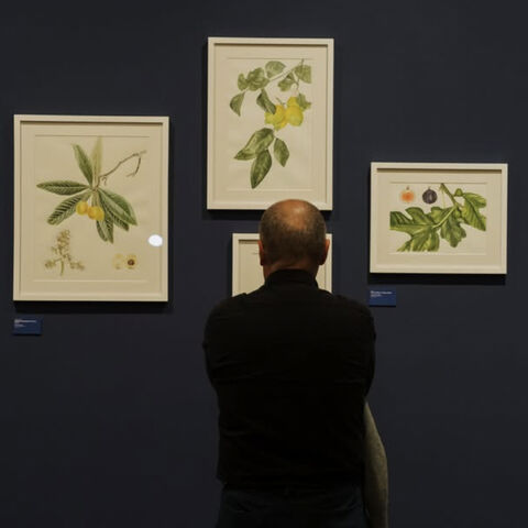 A visitor at “Botanica: Plants of Anatolia.” (Photo courtesy of Erimtan Archaeology and Arts Museum)