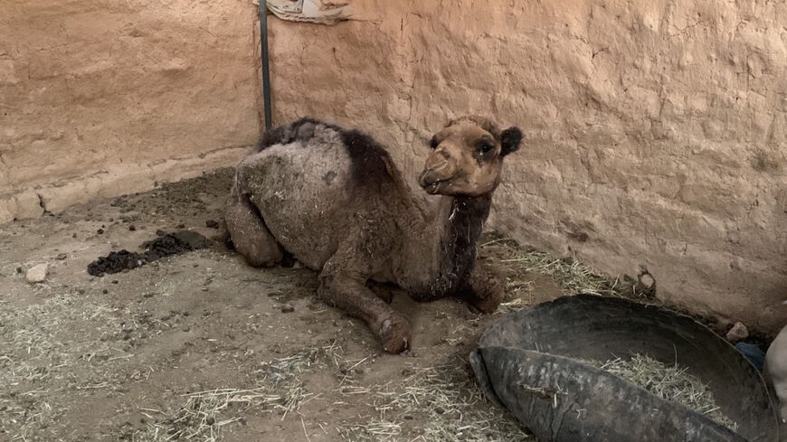 sick camel