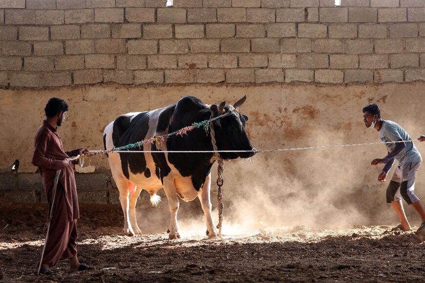 The bulls were once imported from South Asia for agricultural work, but the emergence of new technologies has rendered them obsolete to farming