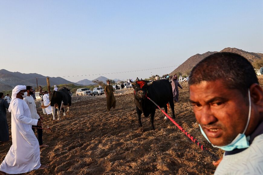 Trucks carrying bulls converged from all over the region on a dirt field between rocky mountains and the Gulf of Oman