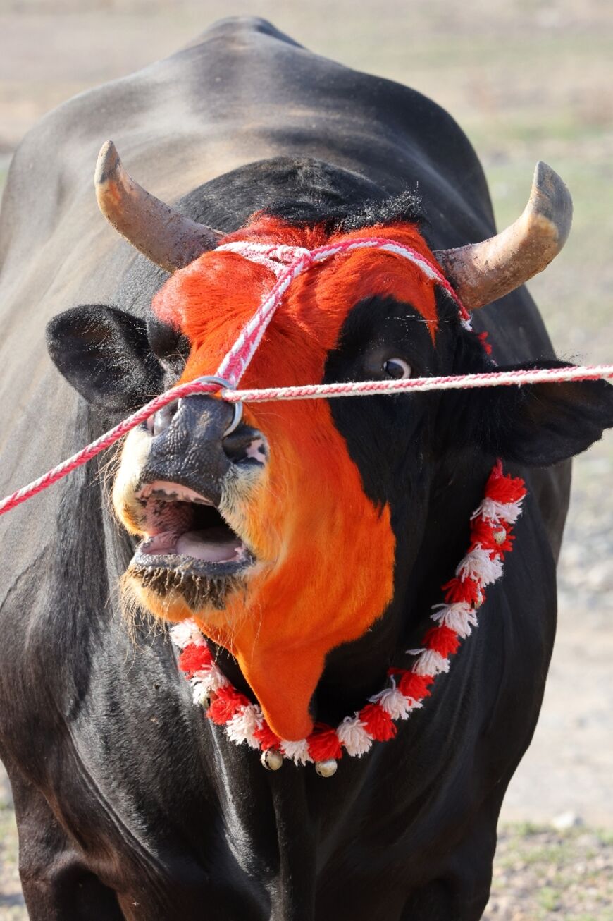 A bull with hair partially dyed orange is pictured before the start of a traditional bullfight