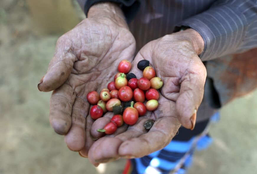 Malki's farm produces about 2.5 tonnes of the red beans annually