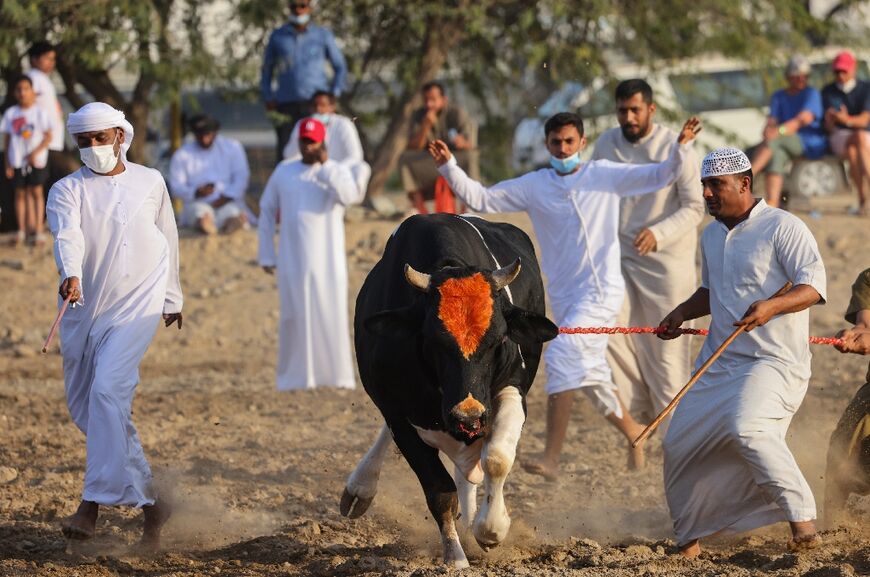 Sometimes the huge animals come dangerously close to the spectators, sending them fleeing from their chairs
