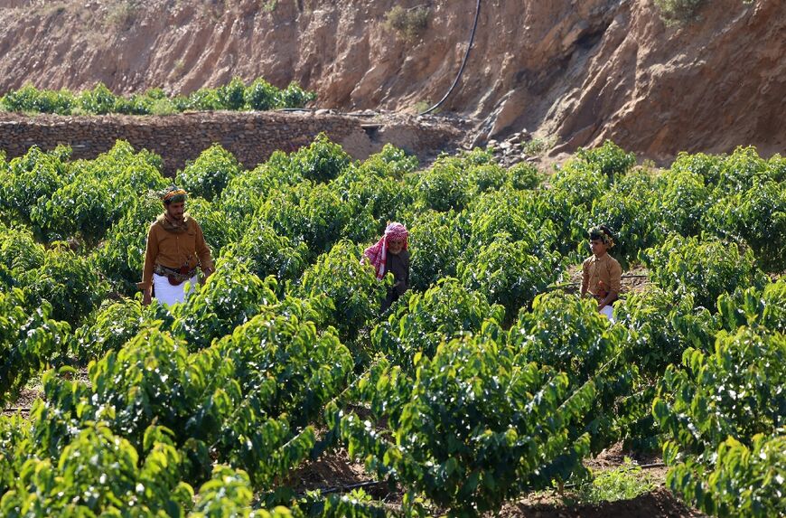 In a tradition that percolates through generations, Malki harvests the beans with his son Ahmed, 42, and his grandson Mansour, 11