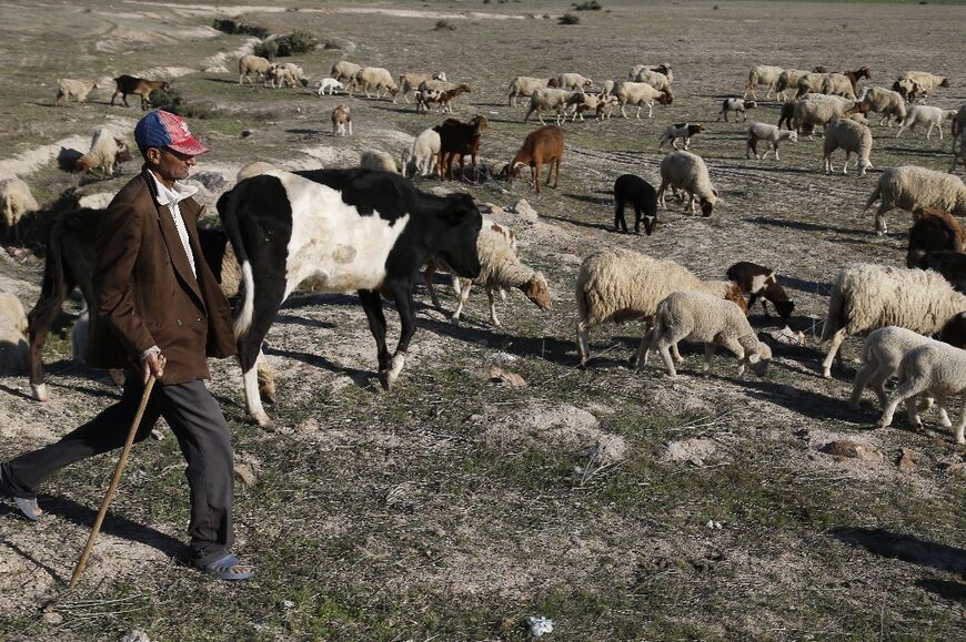 A Moroccan shepard walks his herd on March 12, 2022 in the village of Ezzhiliga, some 100 kilometres east of Rabat