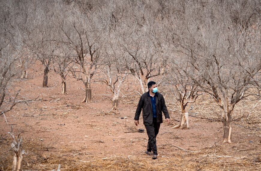 A farmer walks among orange trees hit by drought, in Morocco's southern plains of Agadir in the country's agricultural heartland