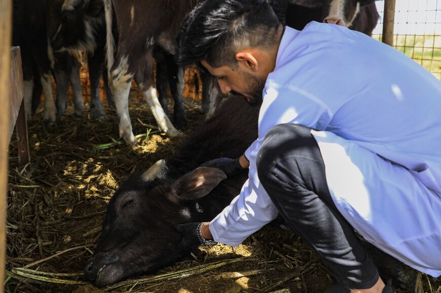 Vet Karrar Ibrahim Hindi examines a sick buffalo at a farm in the marshes of Iraq's southern district of Chibayish in Dhi Qar province