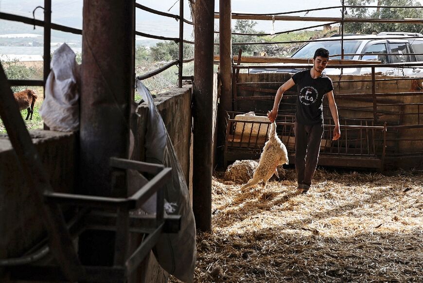 A worker carries away a dead lamb at a farm in the village of Wadi al-Faraa, after a major foot and mouth outbreak devastated West Bank flocks