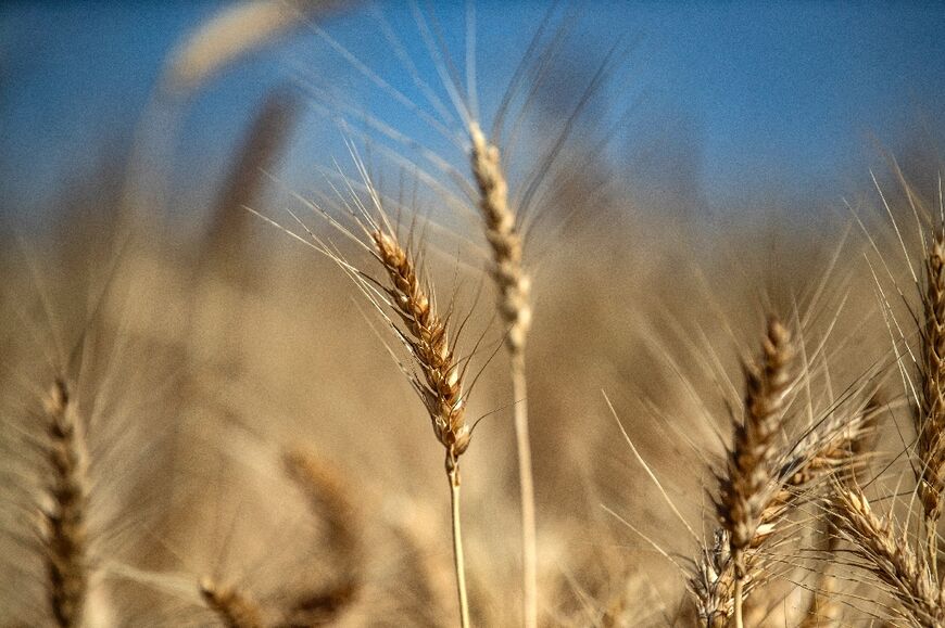 Ahead of harvest season in Hasakeh, the wheat is drying up 