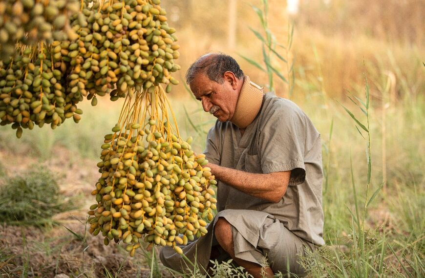 Dates historically presented prosperity across the Arab world and visitors would often be treated to the fruit in a sign of hospitality