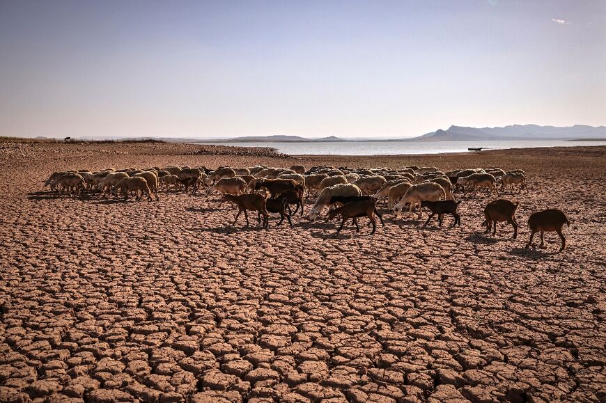 A herd of sheep walk over cracked earth at Al Massira Dam
