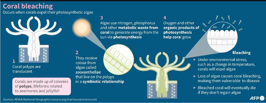 Coral bleaching