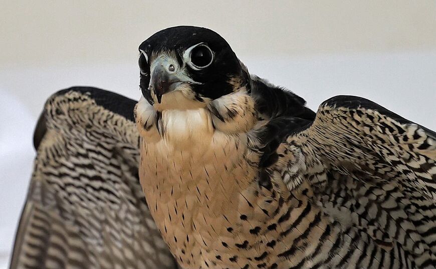 Qatar hopes that some visitors coming to watch football at the World Cup might also be interested in the ancient activity of falconry 