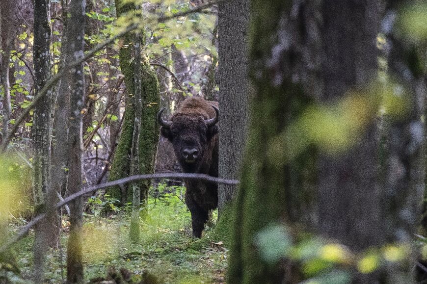 European bison were reintroduced into the wild in 1952 and have thrived