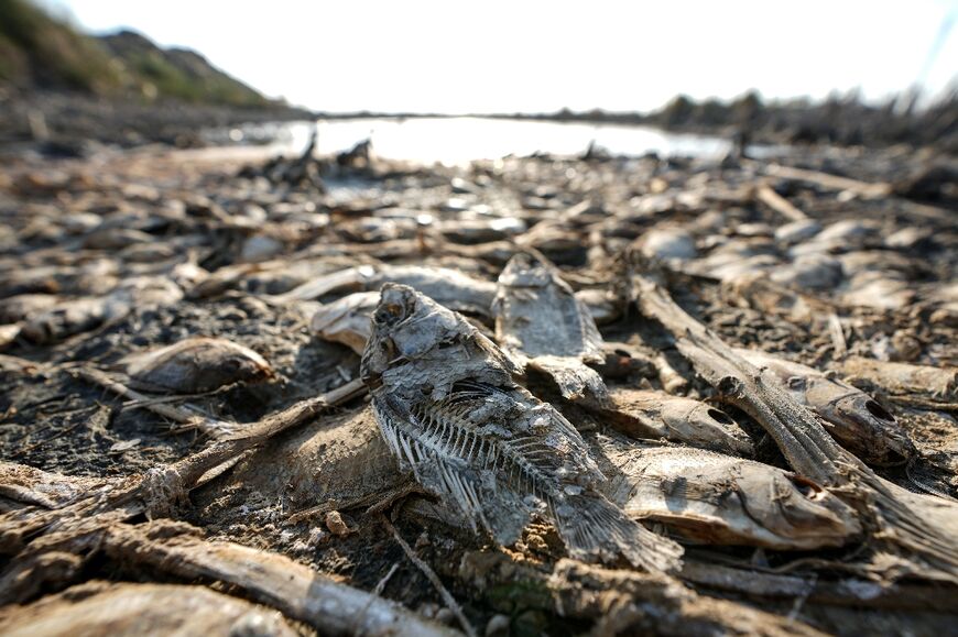 Dead fish lie on the banks of a drying wetland in Chibayish in Iraq's southern marshes