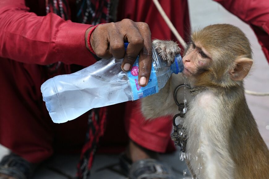 A monkey trainer gives water to his monkey along a street in Rawalpindi, Pakistan 