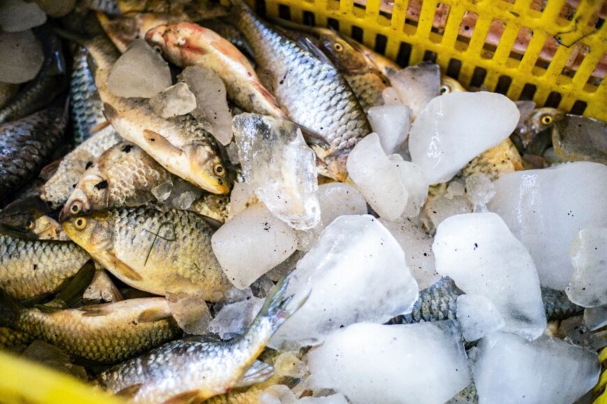 Ice keeps the fish fresh during the summer heat at a shop in Syria's northeastern city of Raqa