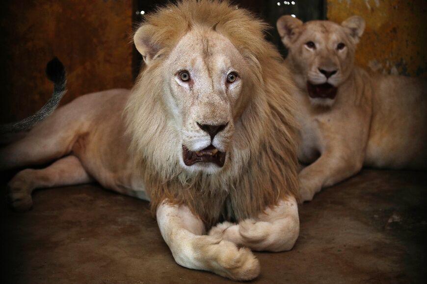 A pair of white lions lie in their cage amid sweltering temperatures at Baghdad Zoo