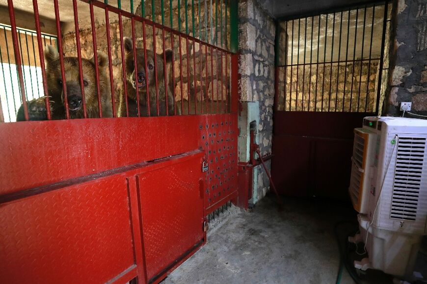 Brown bears are also kept at Baghdad Zoo