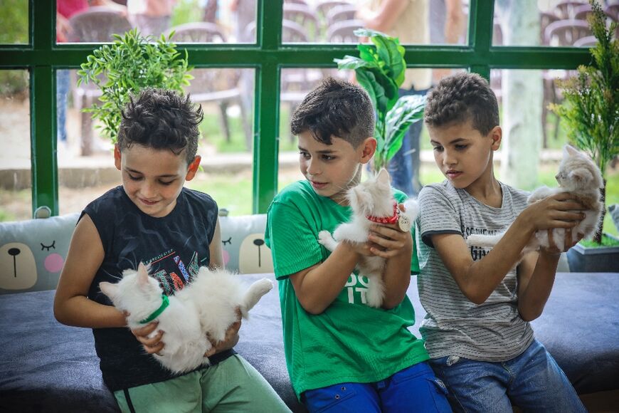 The Meow Cafe in Gaza is kitted out with wooden platforms for the cats to clamber onto, while feline murals and portraits adorn the walls