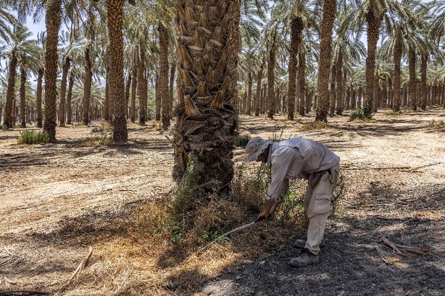 A farmer checks on a drip irrigation pipe in Aravah valley in Israel's southern Negev desert