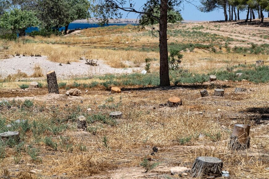 A forest no more: tree stumps at the Tabqa Reserve near Jaabar