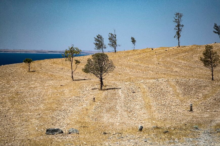 Signs of illegal logging at the Tabqa Reserve near Jaabar village