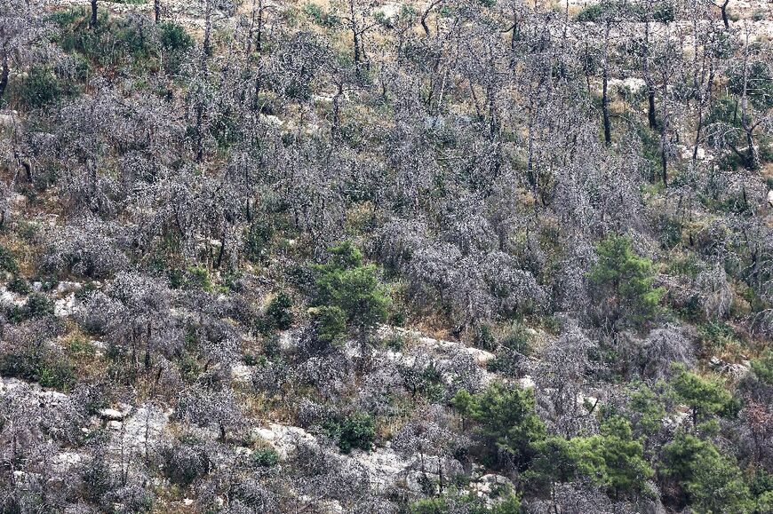 The consequences of past devastating forest fires near the Lebanese town of Kobayat are still visible