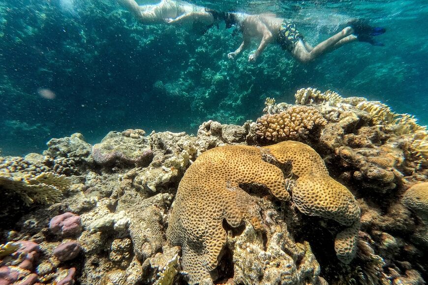 The threat posed by the sea urchin die-off is alarming biologists as Red Sea corals have proved relatively resilient to other threats facing reef ecoystems around the world