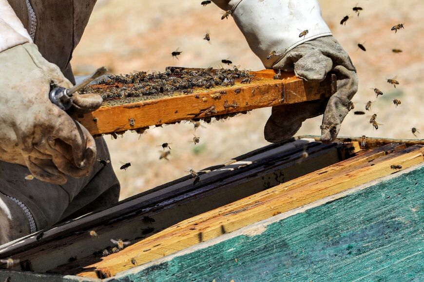 Rising temperatures and desertification have taken a toll on Syria's greenery, destroying many of the plants on whose flowers the bees feed