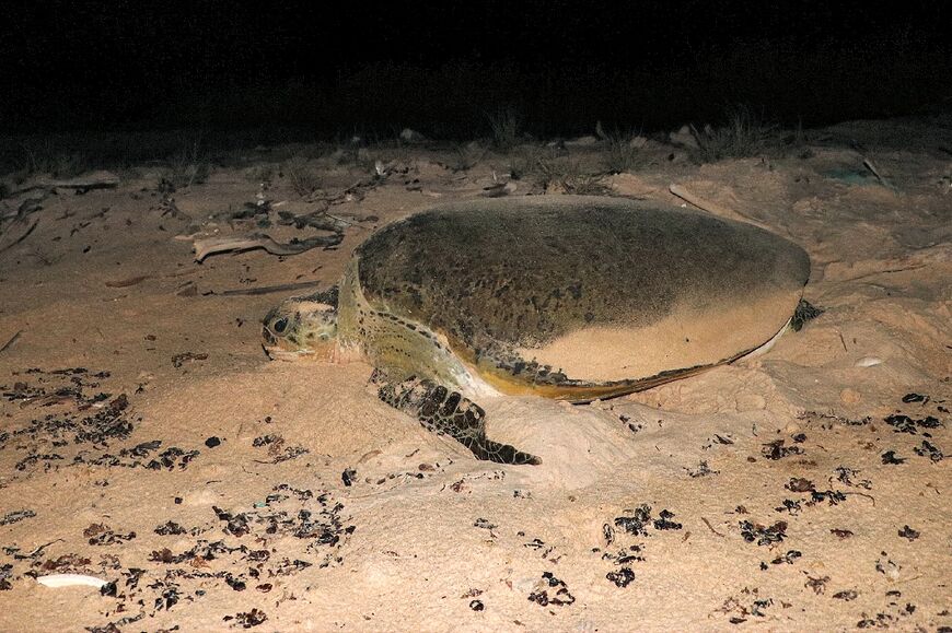 Sea turtle eggs increasingly likely to be born female due to raising temperatures are creating a gender imbalance