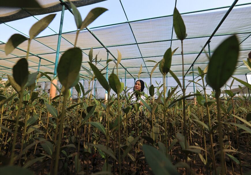 Environmental scientist Zakia al-Afifi inspects mangrove trees in a nursery at the Qurm nature reserve