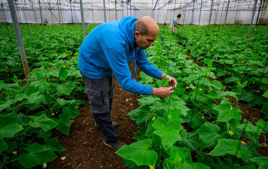 Volunteers helping on the Baqa al-Gharbiya farm