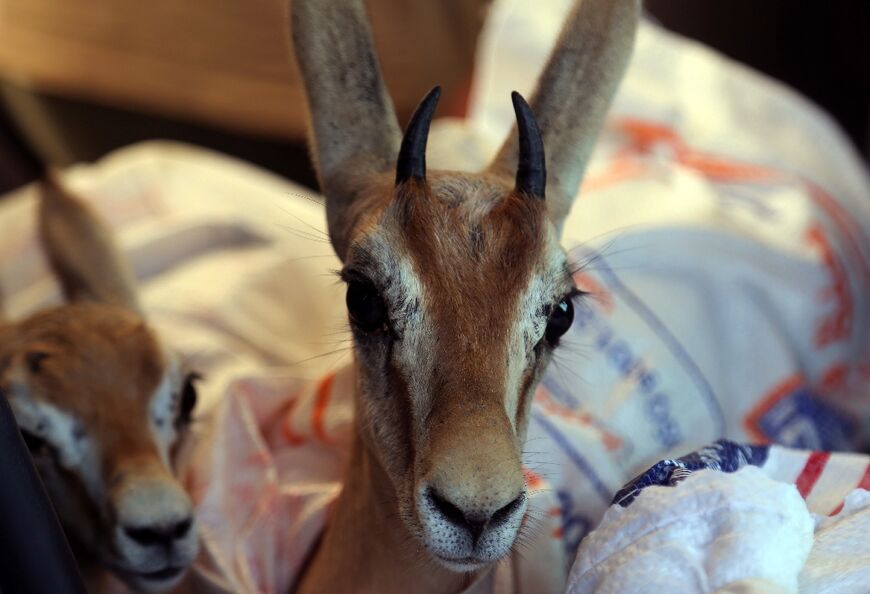 Libyan groups have been planting vegetation to help provide food for the animals in their new home