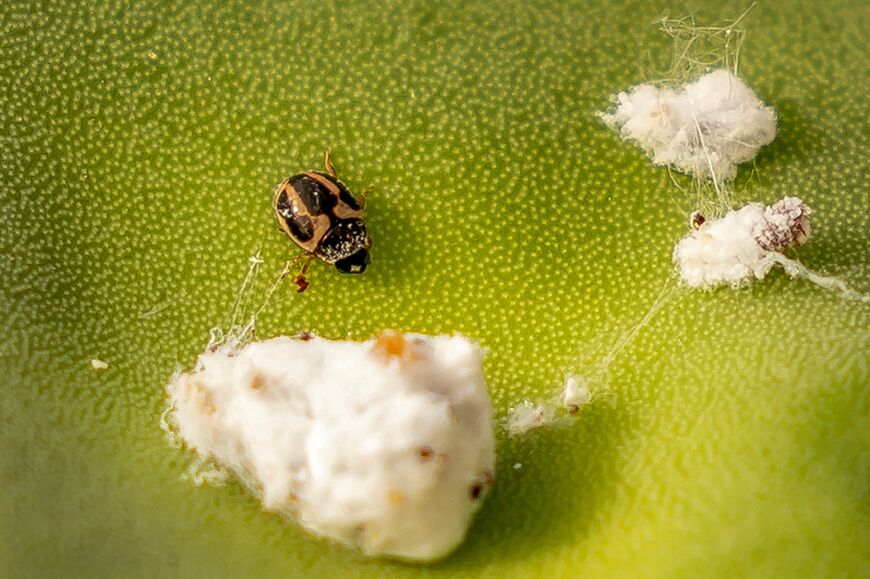 One solution to cochineal infestations is spreading the Hyperaspis trifurcata ladybird -- also native to the Americas -- among the cacti, which preys on cochineal