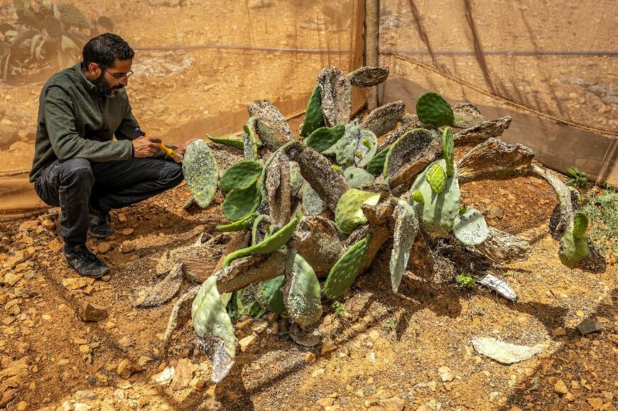 Cochineal infestations have resulted in significant economic losses for thousands of farmers reliant on prickly pear, as authorities struggle to combat the epidemic