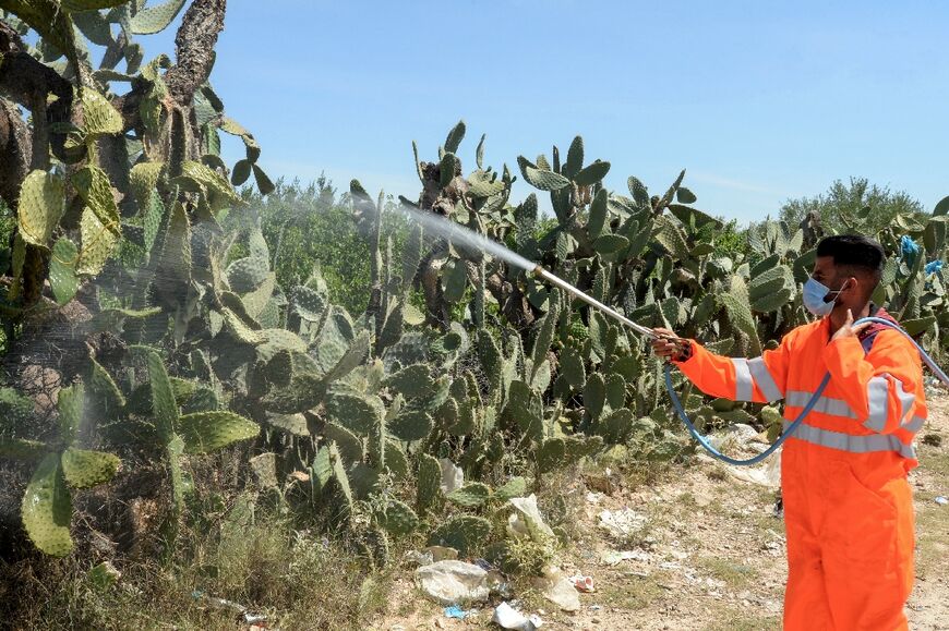 In 2016, the Moroccan government issued an 'emergency plan' to combat cochineal infestation, including by experimenting with various chemicals